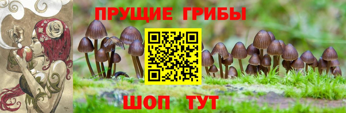 Псилоцибиновые грибы мицелий Богданович